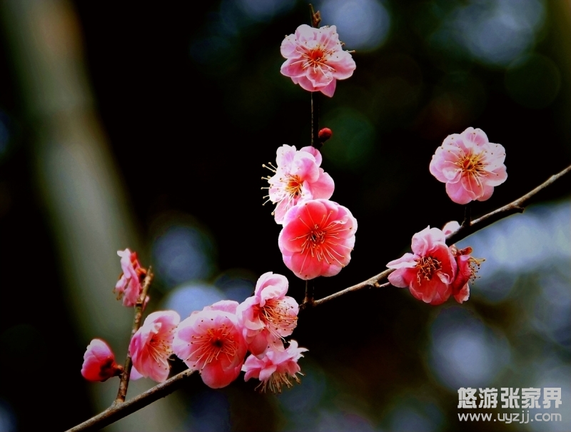 張家界春天山花爛漫